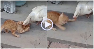 Video: Bị ngan đè đầu cưỡi cổ, mèo liều mình kháng cự