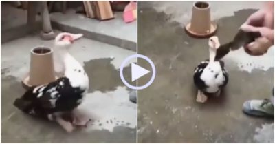 Video: Ngan mẹ ra sức bảo vệ con khi bị chủ bắt