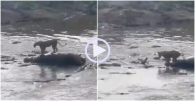 Video: Bị cá sấu mai phục giữa sông, sư tử liều mình thoát thân