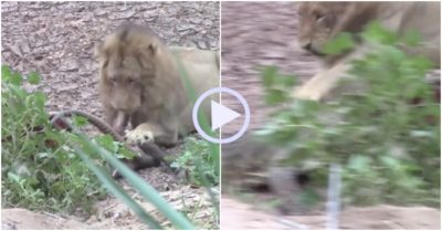 Video: Cá sấu quay đầu bỏ chạy sau khi bị sư tử vả vào mặt