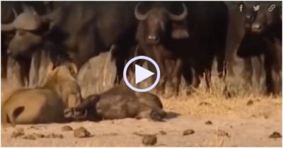 Video: Nghé con bị sư tử tóm gọn, đàn trâu rừng liều lĩnh phản công