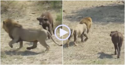 Video: Bị trâu non truy đuổi, sư tử cắm đầu bỏ trốn