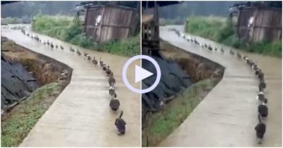 Video: Đàn vịt nối đuôi nhau ra đồng kiếm ăn