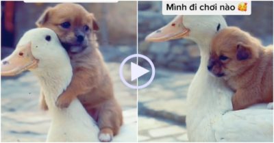 Video: Vịt làm bảo mẫu cõng cún đi khắp muôn nơi