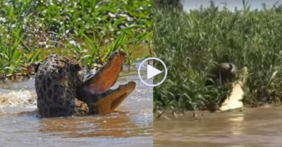 Video: Giao chiến dưới nước, cá sấu vẫn bị báo đốm ngoạm cổ hạ gục