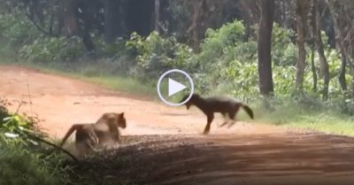 Video: Báo hoa mai nấp trong bụi cỏ bất ngờ lao ra ngoạm cổ chó rừng