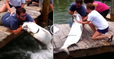 Video: Người đàn ông bắt cá khủng bằng tay không