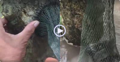 Video: Bắt gọn hàng chục con chuột trong thân cây