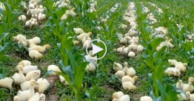 Video: Bầy vịt giúp chủ nhổ cỏ trên cánh đồng ngô non