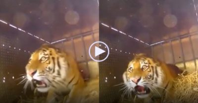 Video: Con hổ tròn mắt ngỡ ngàng khi được thả về rừng