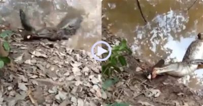 Video: Dại dột ăn thịt lươn điện, cá sấu bị giật đến tứ chi cứng đờ