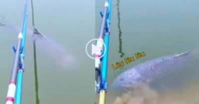 Video: Cá ‘khủng’ lượn lờ trêu ngươi cần thủ rồi bơi đi