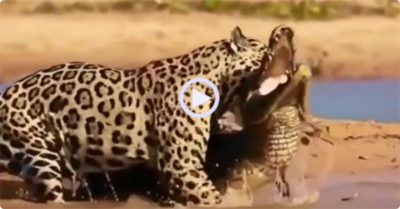 Video: Báo đốm tấn công bất ngờ, lấy mạng cá sấu chỉ bằng một cú cắn