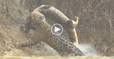 Video: Báo đốm cắn phát đoạt mạng cá sấu dưới đầm lầy