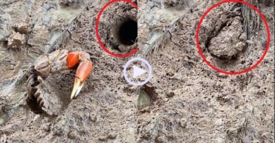 Video: Cách mà cua bảo vệ tổ ấm của mình khi nguy hiểm đang đến gần