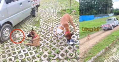 Video: Chú chó đuổi theo xe ôtô cán đổ bát cơm để ‘đòi bồi thường’