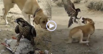 Video: Chim cắt xông lên mổ chó nhà, bảo vệ con mồi vừa săn được