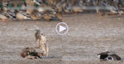 Video: Chim cắt đoạt mạng vịt trời bằng cú bổ nhào tốc độ ‘tia chớp’