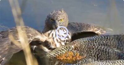 Video: Liều lĩnh chiếm địa bàn, chim khổng tước bị đại bàng dìm đến đuối nước