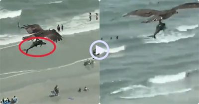 Video: Chim ưng sà xuống dùng móng vuốt sắc nhọn quắp chặt con cá lớn bay trên bầu trời