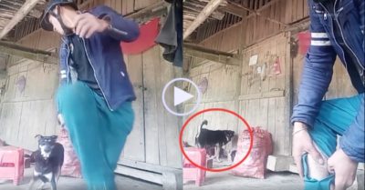 Video: Múa võ trước ổ chó đẻ, chàng trai bị chó mẹ cắn rách ống quần