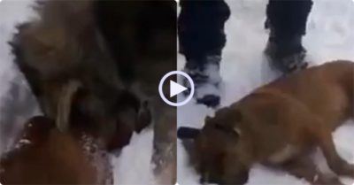 Video: Giao chiến trên tuyết, chó ngao hạ gục Pitbull bằng cú cắn