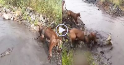 Video: Chó Pitbull hung hăng lao xuống nước đấu với cá sấu