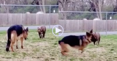 Video: Tỏ vẻ gan dạ nhưng Becgie bỏ chạy thục mạng khi Pitbull tiến tới