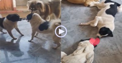 Video: ‘Đấu võ miệng’ suốt ngày với nhau nhưng vẫn thương nhau lắm