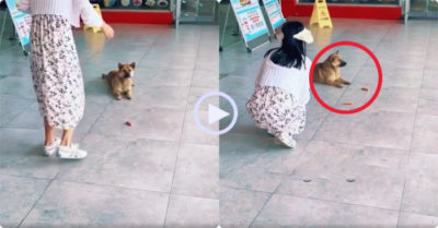 Video: Chú chó hờn dỗi khi cô gái cho xúc xích không tử tế
