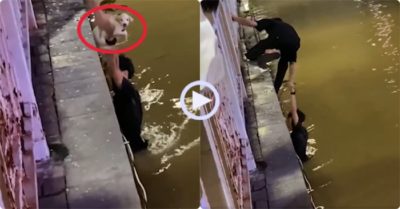 Video: Chàng trai tốt bụng cứu chú chó nhỏ đang chới với giữa dòng nước