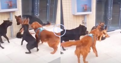 Video: Thấy bạn bị đối phương hung dữ vây bắt nạt, chú chó liều mình lao đến che chắn