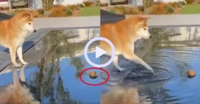 Video: Chú chó bất lực khi không lấy được trái bóng vì chân quá ngắn