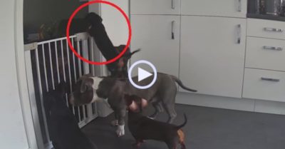 Video: Chú chó nhẫn nhịn làm bệ đỡ cho đồng đội tẩu thoát