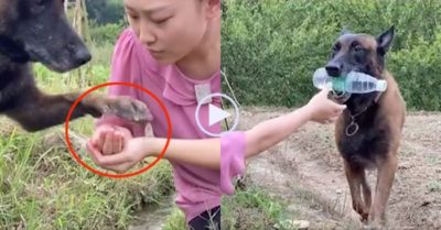 Video: Chú chó chạy một mạch về nhà lấy nước mang lên rẫy cho cô chủ uống