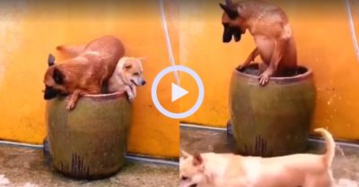 Video: Chú chó lông vàng nằm đè lên bạn để giành chỗ tắm