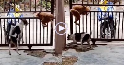 Video: ‘Cậu vàng’ vượt cổng quá dẻo, còn kiến tạo siêu đẳng cho bạn trốn cùng