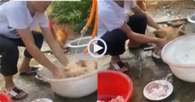 Video: Gà mái hoảng sợ vì tưởng bị ông chủ cho ‘lên thớt’