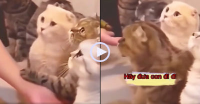 Video: Mèo năn nỉ cô gái mua mình về nuôi