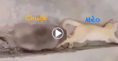 Video: Mèo ‘thở không nổi’ khi thấy chuột béo đi qua
