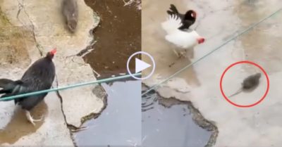 Video: Chuột ngông nghênh thách thức gà, nhận ngay đòn ‘knock out’ chí tử