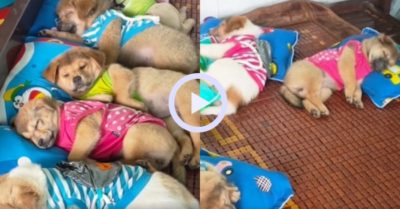 Video: Khi những chú cún nhỏ có chủ nhân là cô giáo mầm non