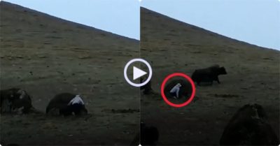 Video: Người chăn gia súc chạy lòng vòng lẩn trốn khi bò hoang truy đuổi