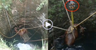 Video: Con bò đang mang thai bị rơi xuống giếng sâu