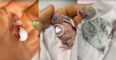 Video: Quá trình hồi sinh của con chim non nớt, yếu đuối