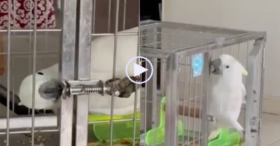 Video: Con vẹt trắng nhanh trí dùng mỏ mở khóa cửa lồng trong ‘nháy mắt’