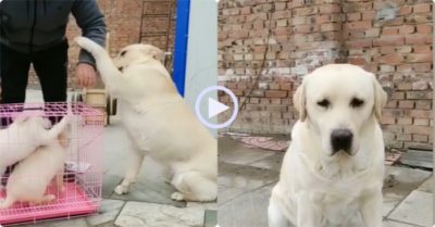 Video: Chú chó buồn bã, liên tục xin chủ đừng mang con của mình đi bán