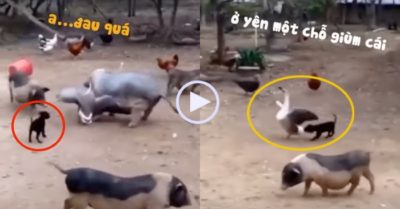 Video: Thấy heo mập bị mổ đau, cún con chạy theo cắn đuôi ngỗng giải cứu