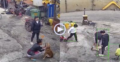 Video: Cún cưng đi lạc bất ngờ trở về, cả nhà òa ra mừng rỡ