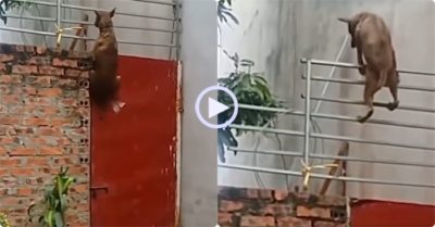 Video: Chó nhà dùng ‘tuyệt kỹ phi thân’ vượt cổng cao hơn 3m